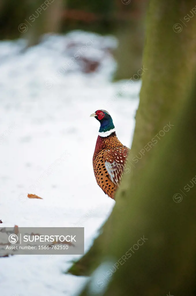 Male pheasant, Lincolnshire, England, UK