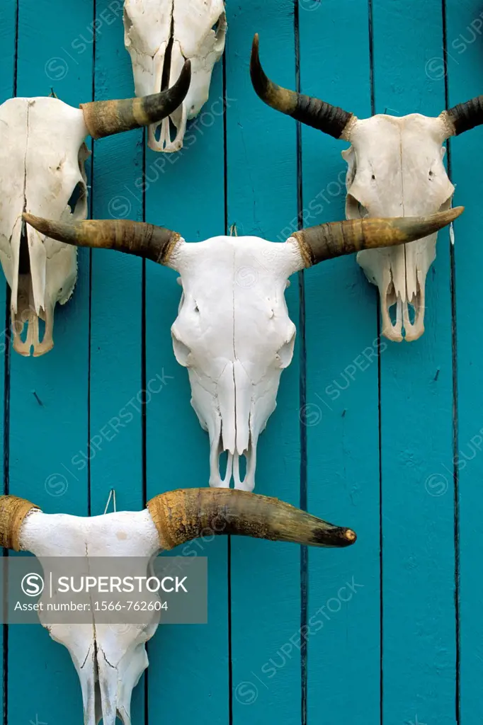 Skulls displayed on a turquoise wall in New Mexico, USA