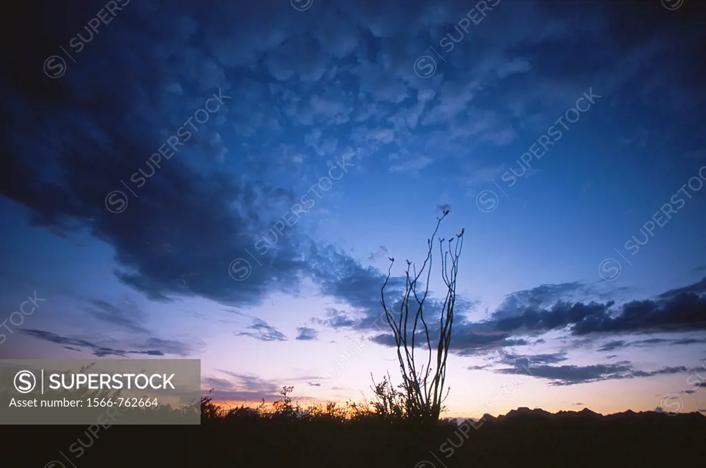 Desert sunset with ocotillo plant