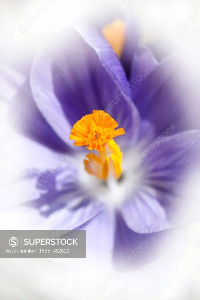 The center of a blooming Dutch Crocus with effects
