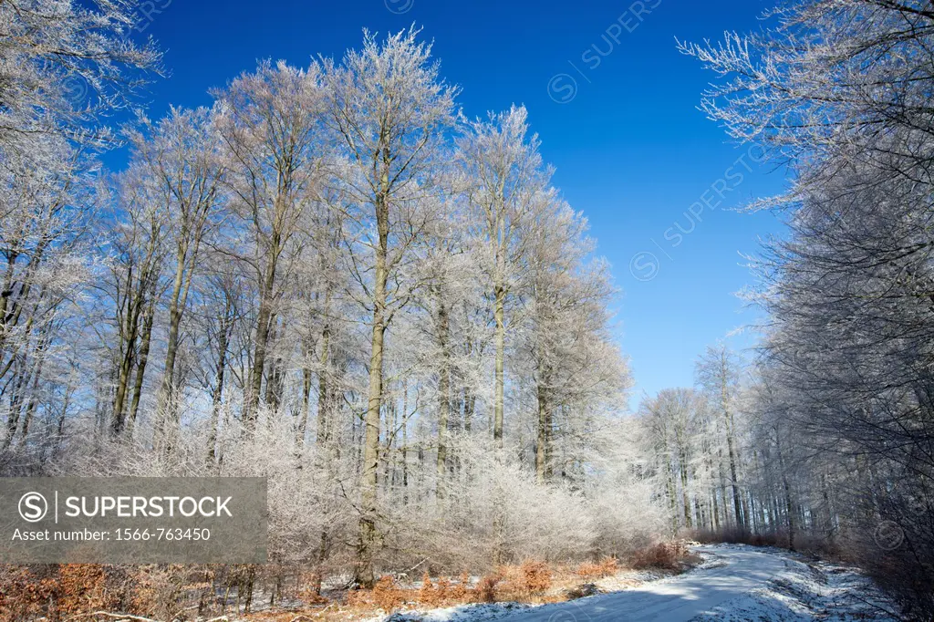 Beech woodland Fagus sylvatica, covered in frost, winter, Hessen, Germany