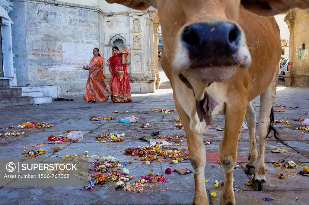 women with offerings and offerings on the floor, in Gangaur ghat,Pichola lake,Udaipur, Rajasthan, india