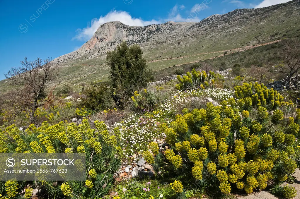 Springtime, a riot of Euphorbia and other wild flowers, above Agios Nikon in the Outer Mani, Southern Peloponnese, Greece