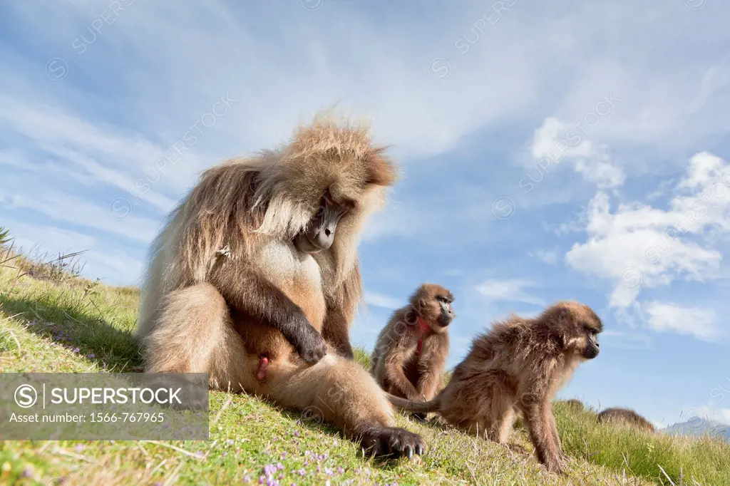 Gelada, Gelada Baboon or Ethiopian Lion Theropithecus gelada in the Simien Mountains National Park in Ethiopia  Geladas are an endemic primate species...