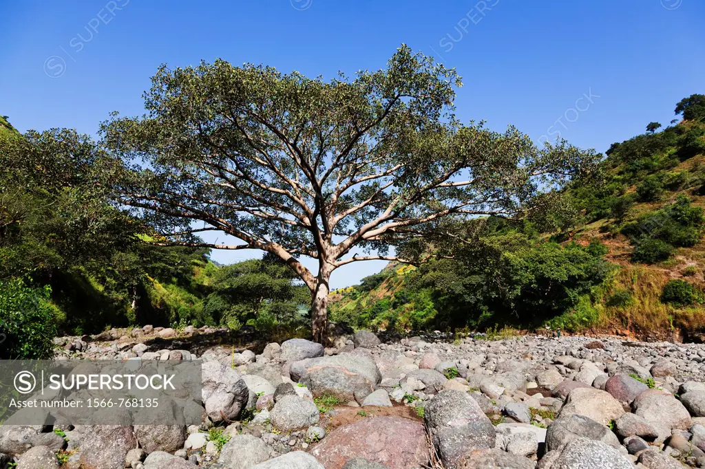Fig Tree near the escarpment of the Simien Mountains close to the Simien Mts  National Park near the village of Mekarebya at an elevation of about 210...