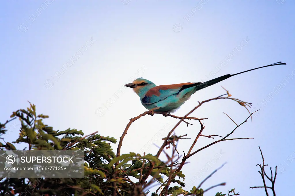 Abyssinian Roller, Coracias abyssinica, Kidepo national park, Uganda, East Africa
