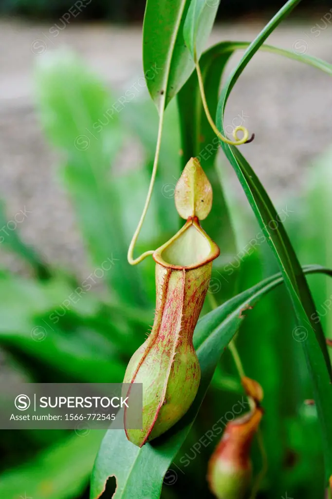 Pitcher Plant, Nepenthes Hispida, Borneo