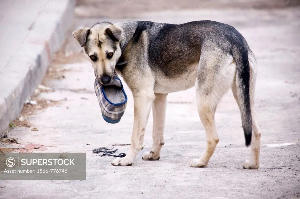 Dog with a flip-flop