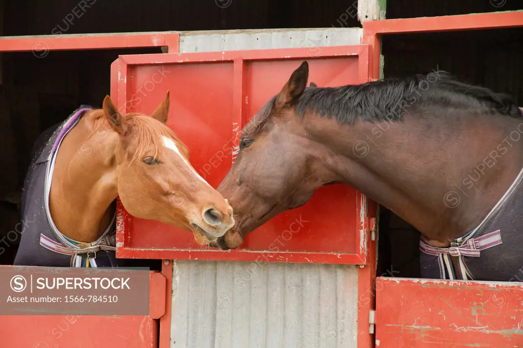 Two horses looking over stable door