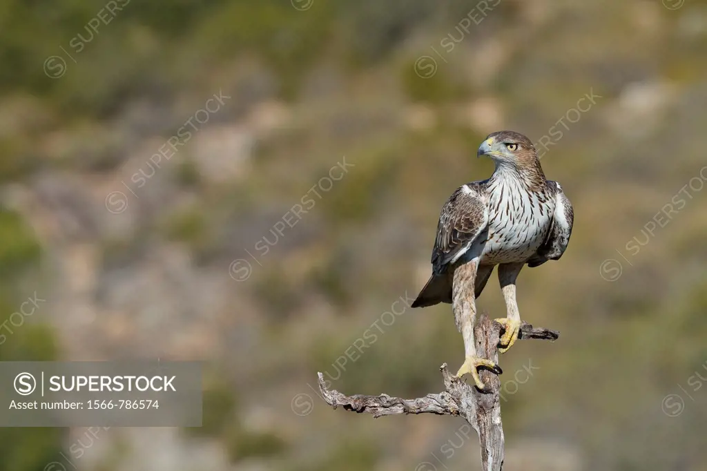 Bonelli´s Eagle (Hieraaetus fasciatus) adult, Valencian Comunity, Spain