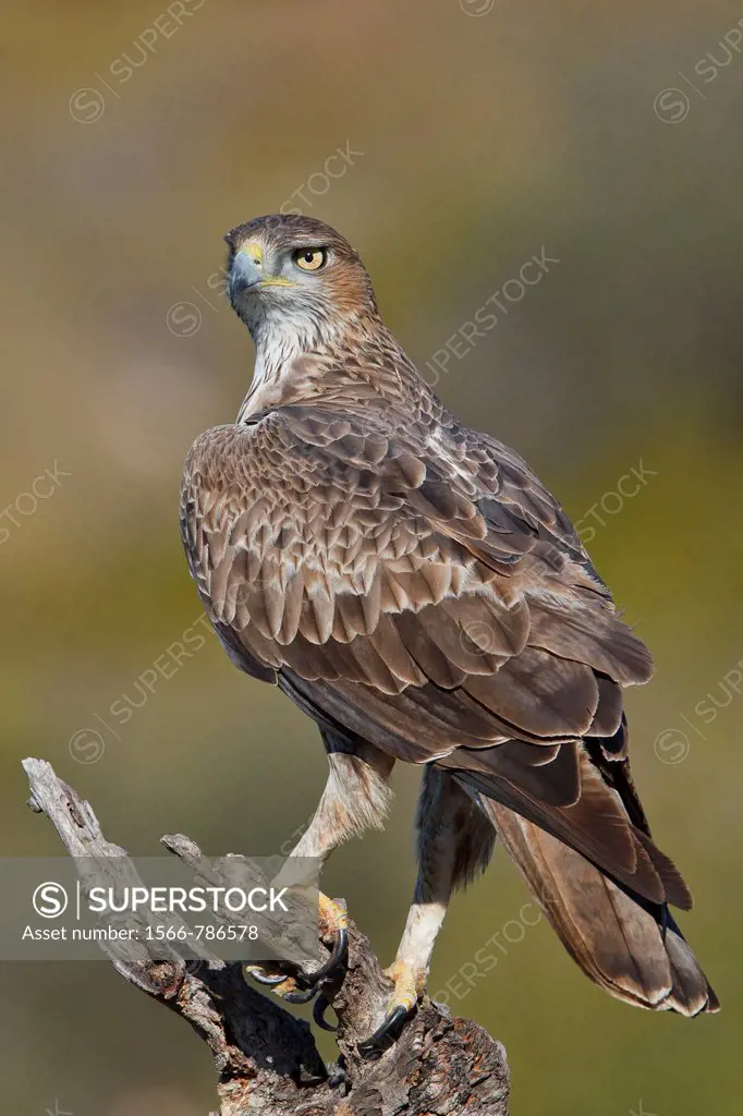 Bonelli´s Eagle (Hieraaetus fasciatus) adult, Valencian Comunity, Spain