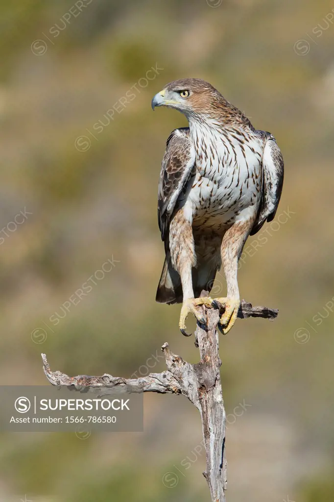 Bonelli´s Eagle (Hieraaetus fasciatus) adult, Valencian comunity, Spain
