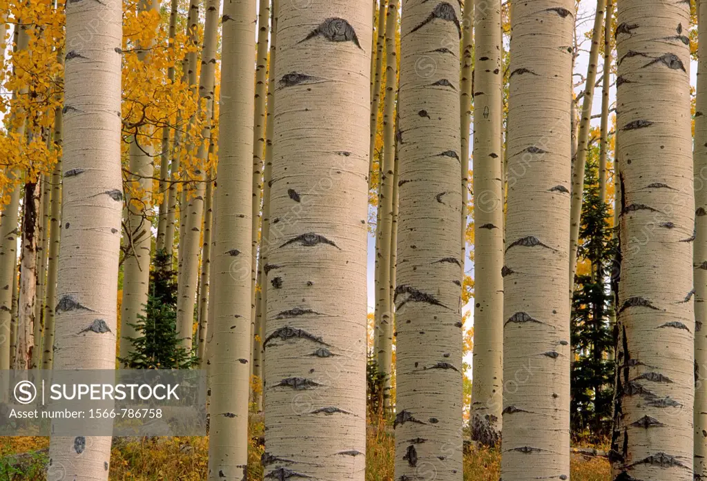 Patterned trunks of quaking aspen Populus tremuloides in fall, Uncompahgre National Forest, Colorado, USA