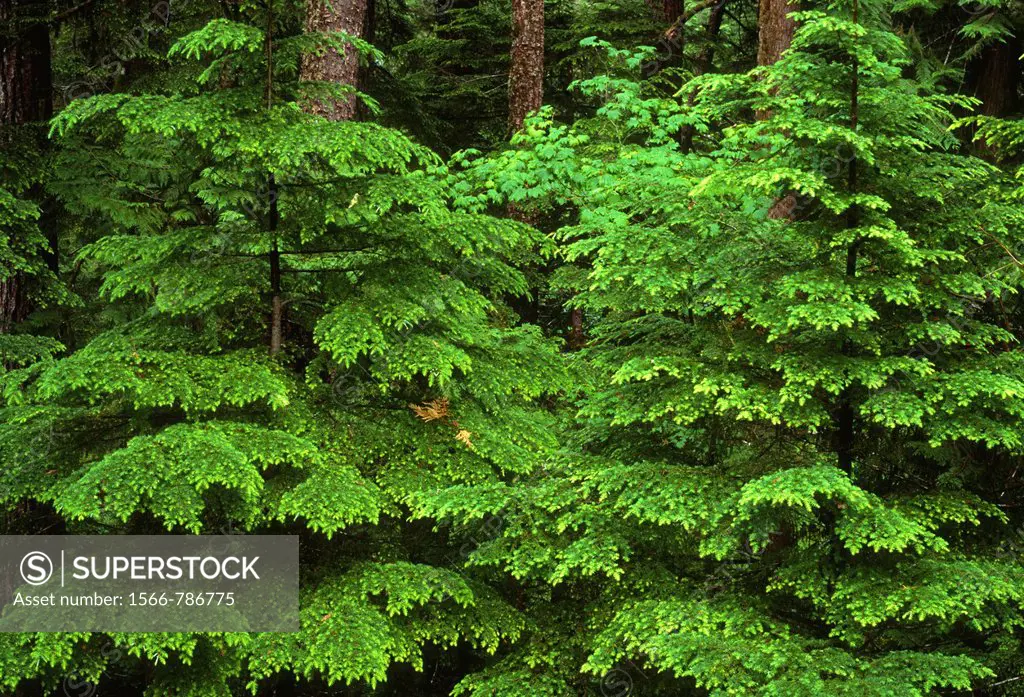 Spring growth of Western Hemlock Tsuga heterophylla saplings, Middle Santiam Wilderness, Willamette National Forest, Oregon, USA