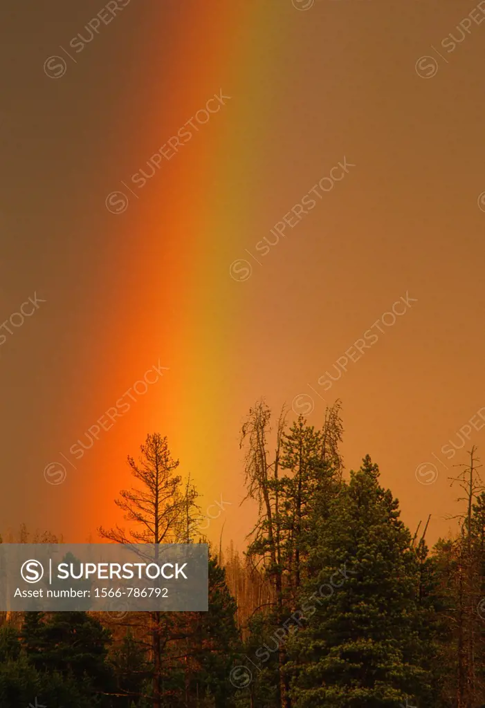 Rainbow over conifers at sunset, near Firehole River, Yellowstone National Park, Wyoming, USA