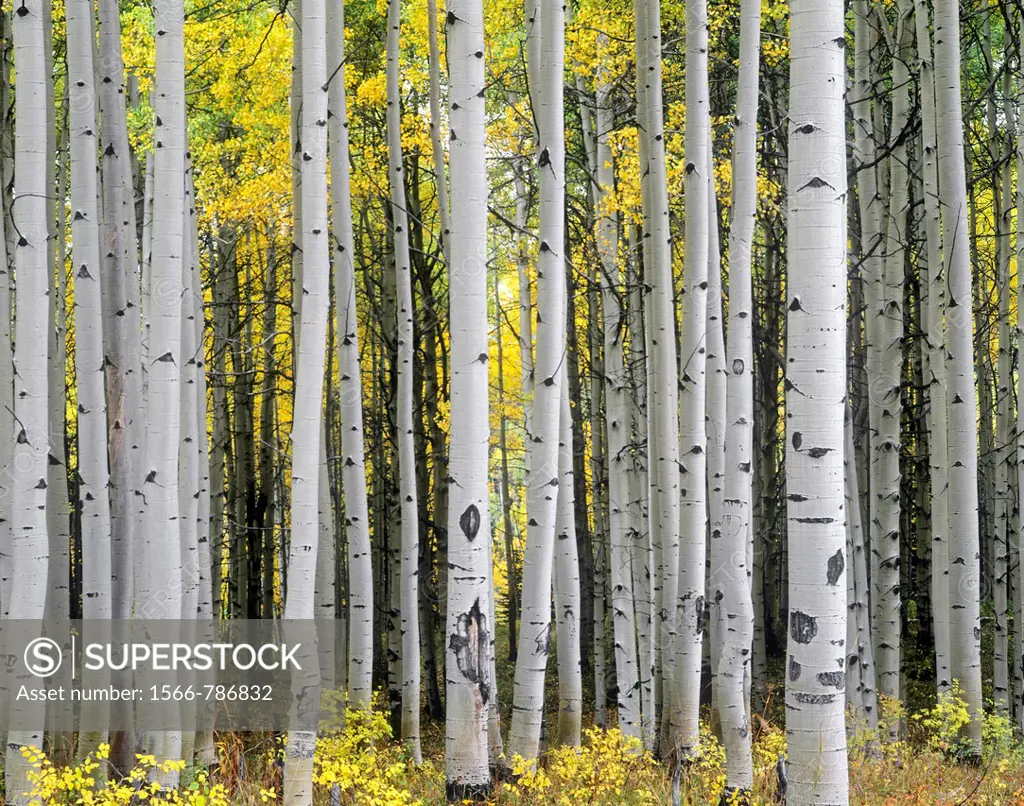 Mature aspen grove displays fall colors, West Elk Mountains, Gunnison National Forest, Colorado, USA