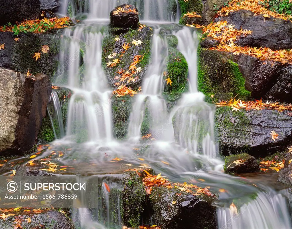 Small, mossy waterfall and fallen, autumn leaves of maple, Crystal Springs Rhododendron Gardens, Multnomah County, Portland, Oregon, USA