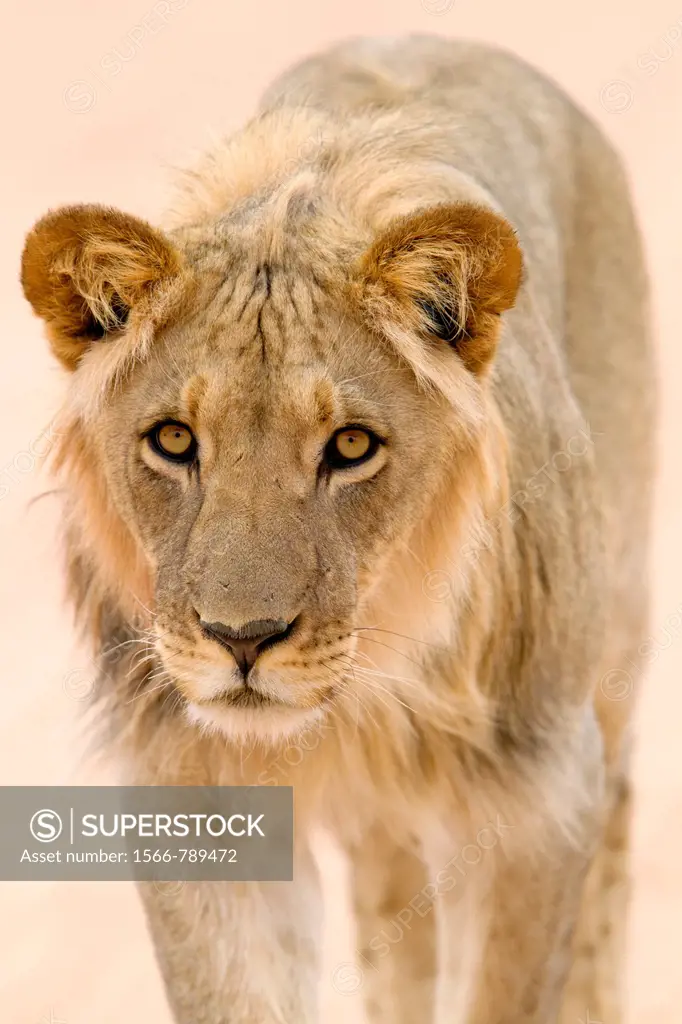 Africa lion Panthera leo - Young male, Kgalagadi Transfrontier Park, Kalahari desert, South Africa
