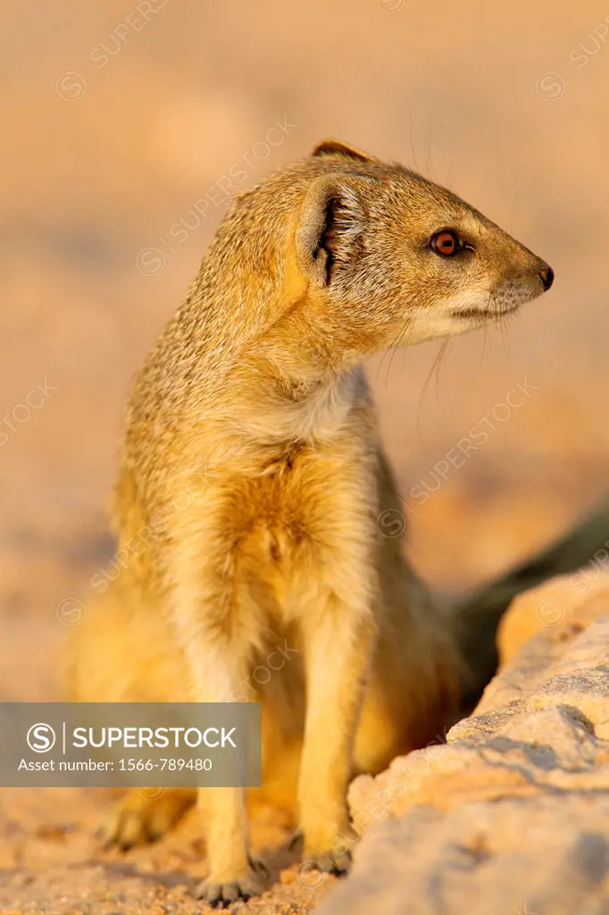 Yellow mongoose Cynictis penicillata, Kgalagadi Transfrontier Park, Kalahari desert, South Africa