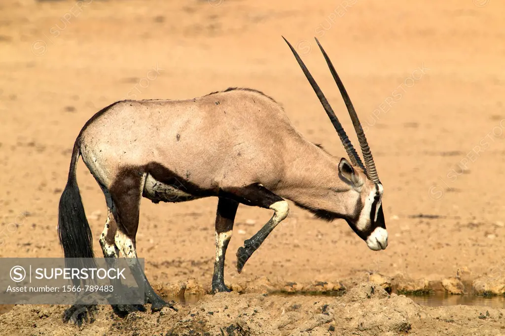 Gemsbok Oryx gazella, in the waterhole, Kgalagadi Transfrontier Park, Kalahari desert, South Africa