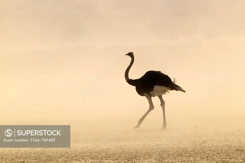 Common Ostrich Struthio camelus, in a sand storm, Kgalagadi Transfrontier Park, Kalahari desert, South Africa