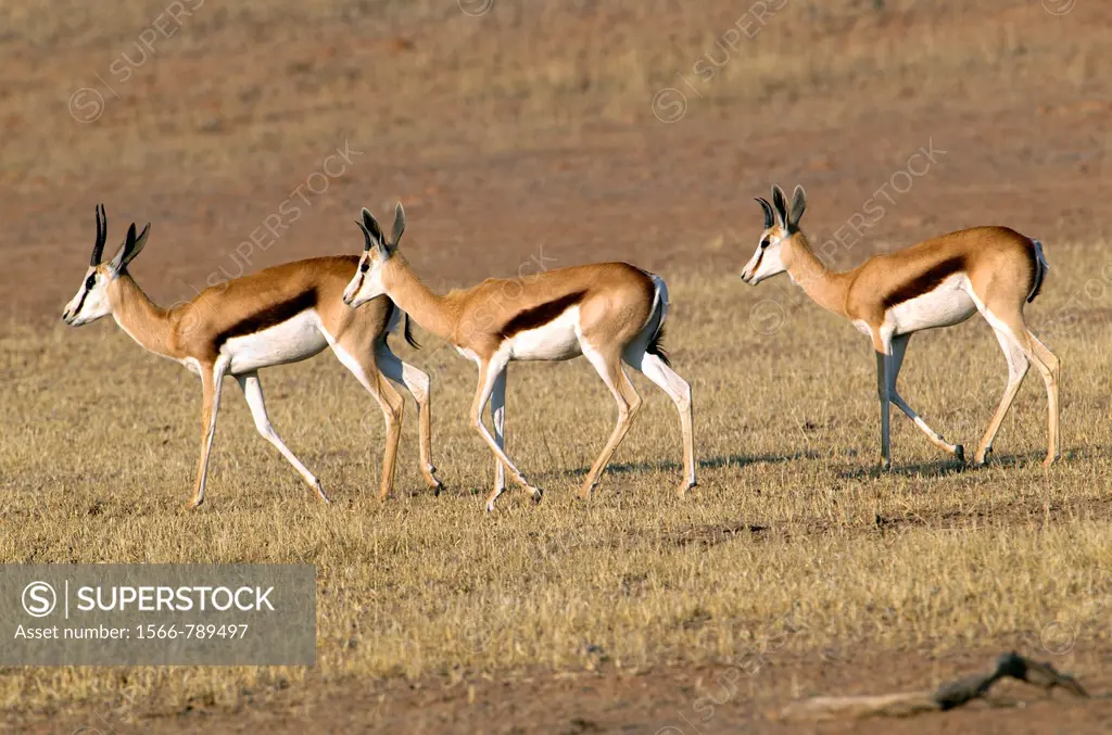 Springbok Antidorcas marsupialis, Kgalagadi Transfrontier Park, Kalahari desert, South Africa