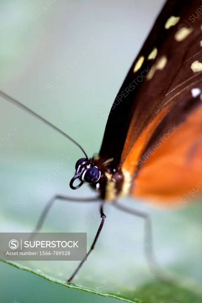 Longwing butterfly Heliconius hecale, Costa Rica
