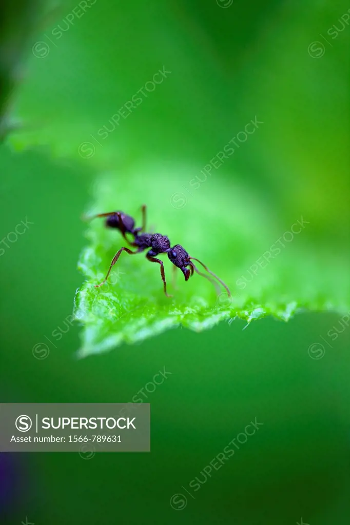 Bullet Ant Paraponera clavata, in the forest, Costa Rica