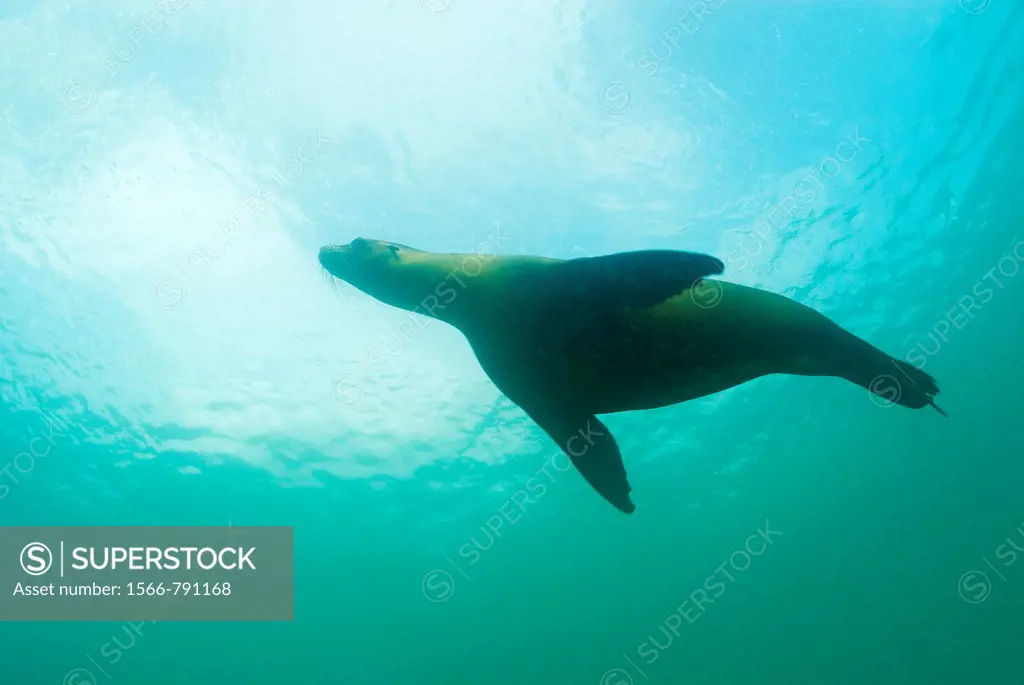 Sea lion Zalophus californianus swimming, Underwater view, Ecuador, Galapagos Archipelago, San Cristobal Island