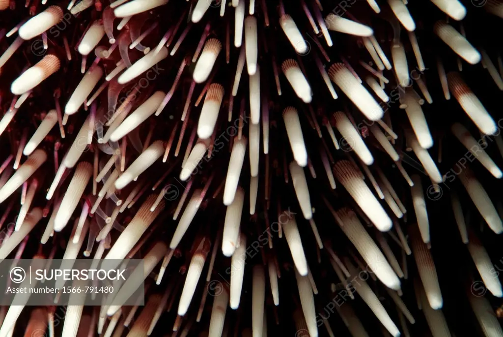 Sea urchin (Sphaerechinus granularis) with purple and white spikes.