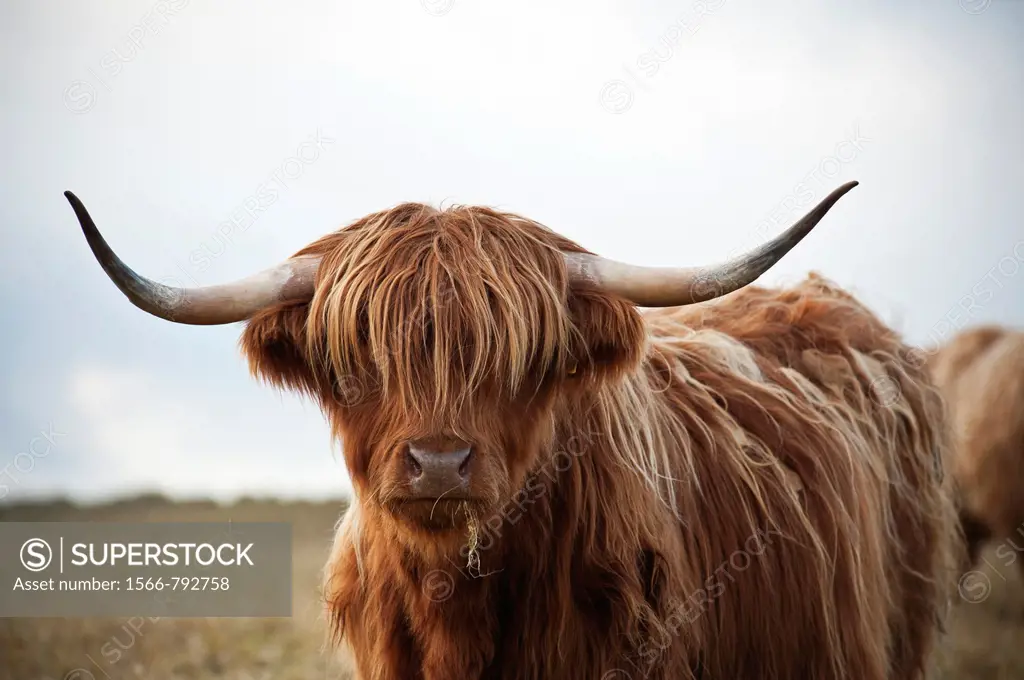 Scottish highland cow, Outer Hebrides, Scotland