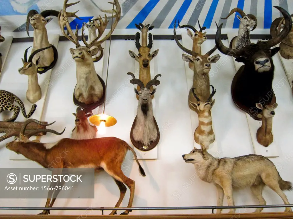 Paris, France, French Art Museum, Hunting Museum, Musée de la Chasse, inside, Installation of Hunting Trophies
