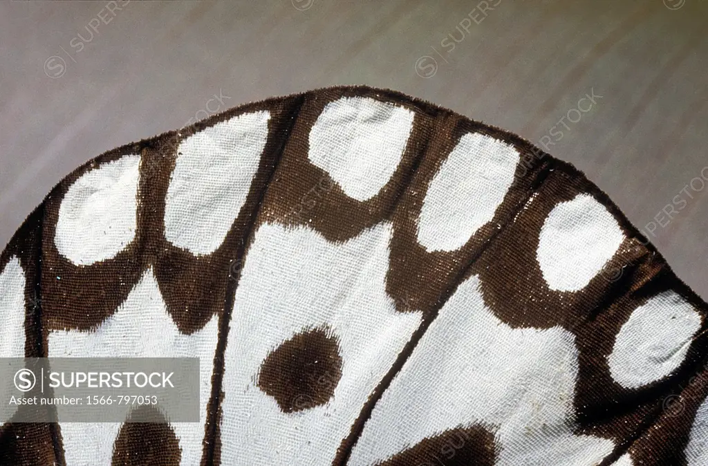 extreme close-up of the wing of a batik beauty butterfly Idea stolli