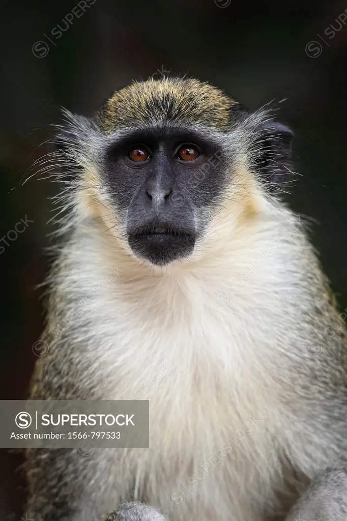 Green Monkey, Chlorocebus sabaeus, portrait, The Gambia
