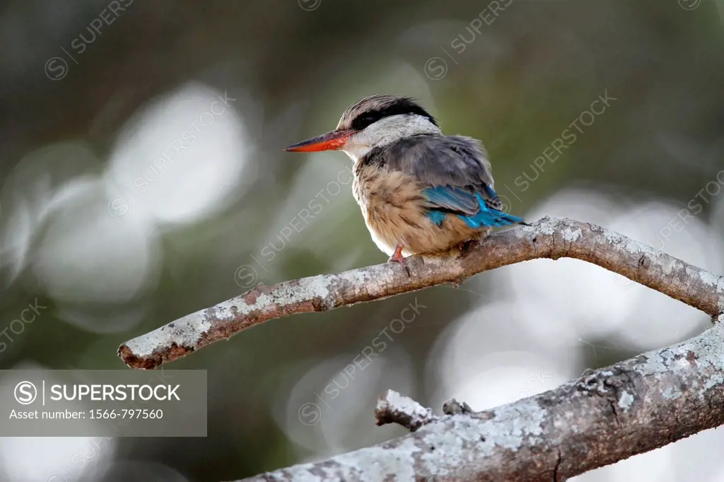 Striped Kingfisher Halcyon chelicuti, sitting on branch, The Gambia, Africa