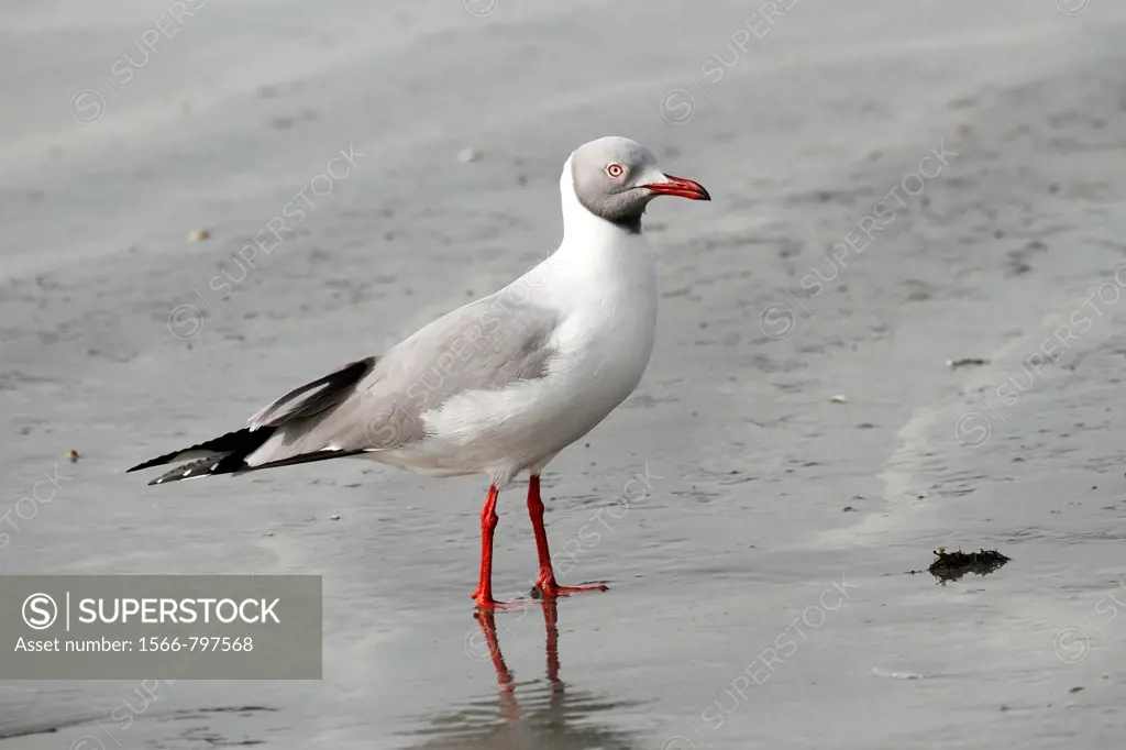 Grey-headed Gull Larus cirrocephalus, standing on beach, The Gambia, Africa