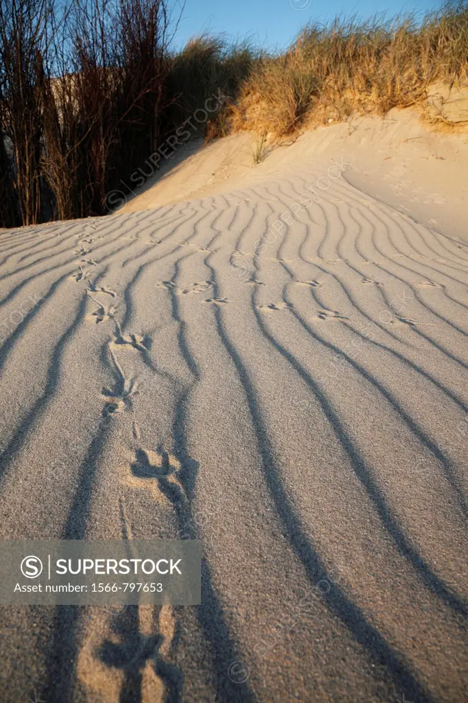 sand dunes with bird tracks, Heligoland, Germany