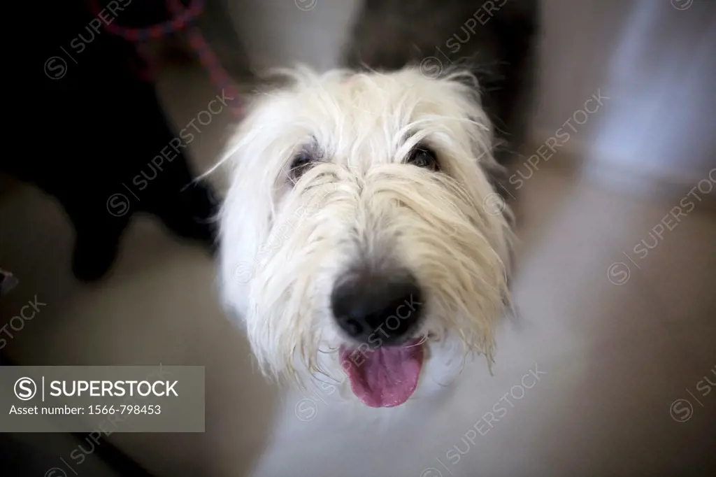 Portrait of an Old English Sheepdog at a Pet Hospital in Condesa, Mexico City, Mexico, January 31, 2011