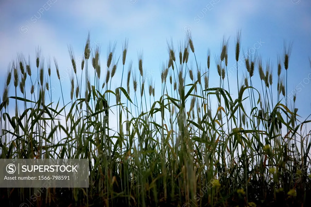 Wheat grows in a field in Prado del Rey, Cadiz province, Andalusia, Spain.