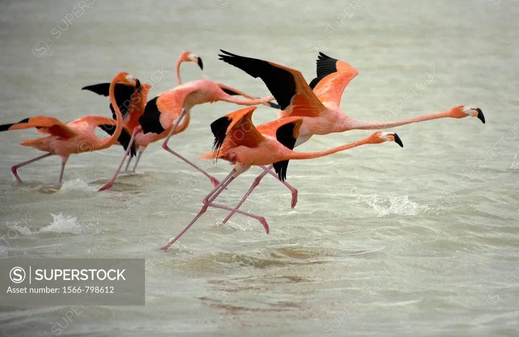 Pink flamingos take off in Celestun on Mexico´s Yucatan peninsula.