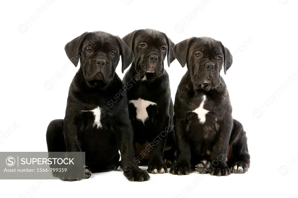 CANE CORSO, A DOG BREED FROM ITALY, PUPPIES AGAINST WHITE BACKGROUND