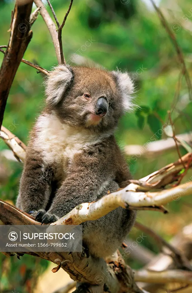 Koala, phascolarctos cinereus, Adult Sitting on Branch, Australia