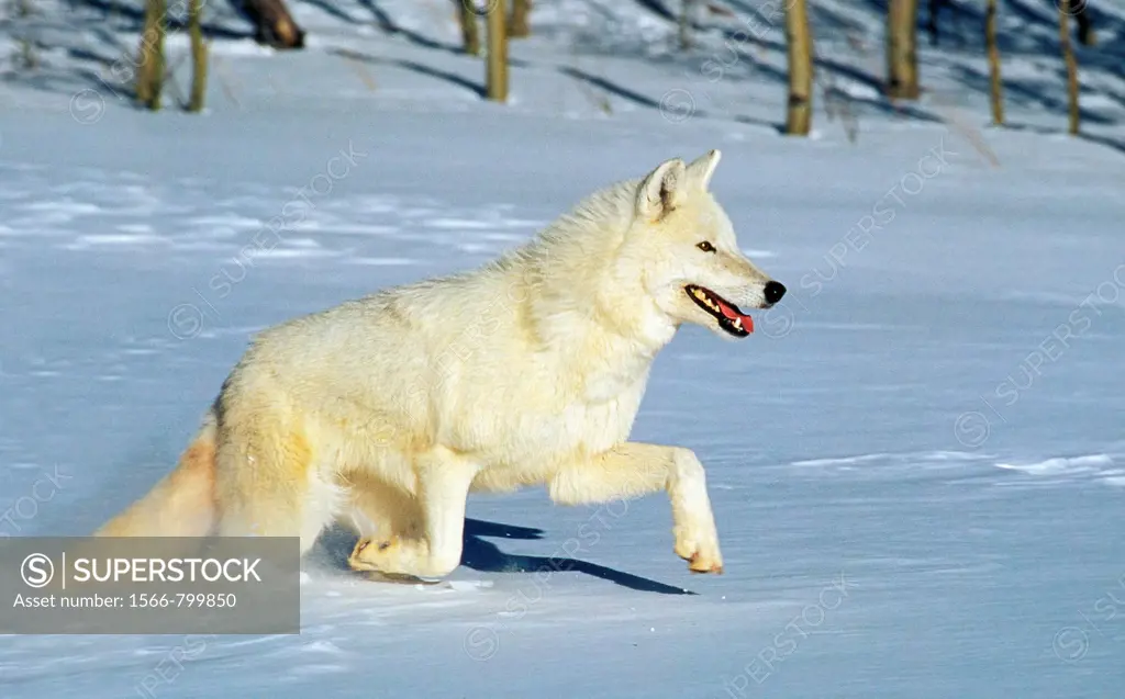 Arctic Wolf, canis lupus tundrarum, Adulte running on Snow, Canada