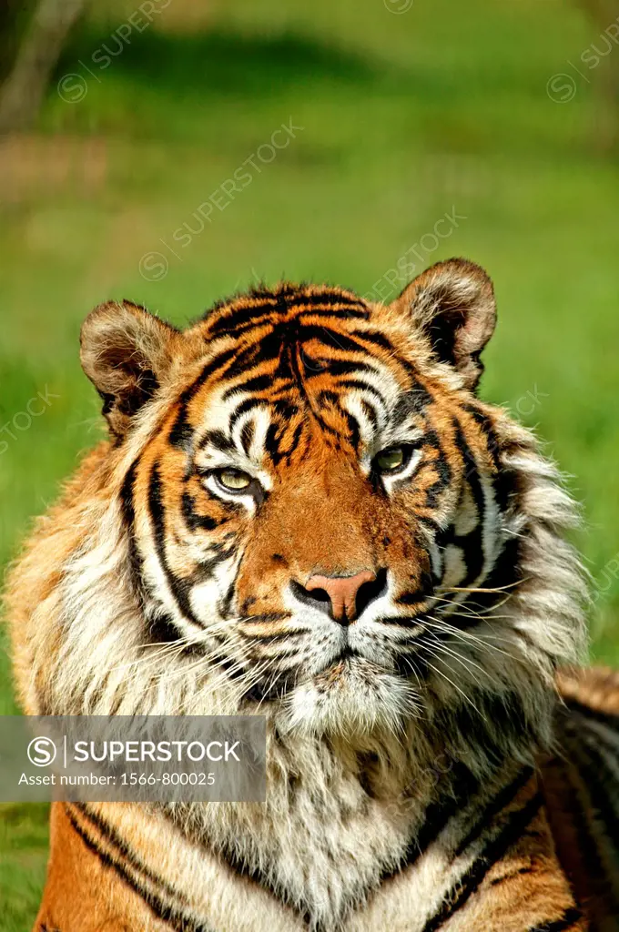 Sumatran Tiger, panthera tigris sumatrae, Portrait of Adult