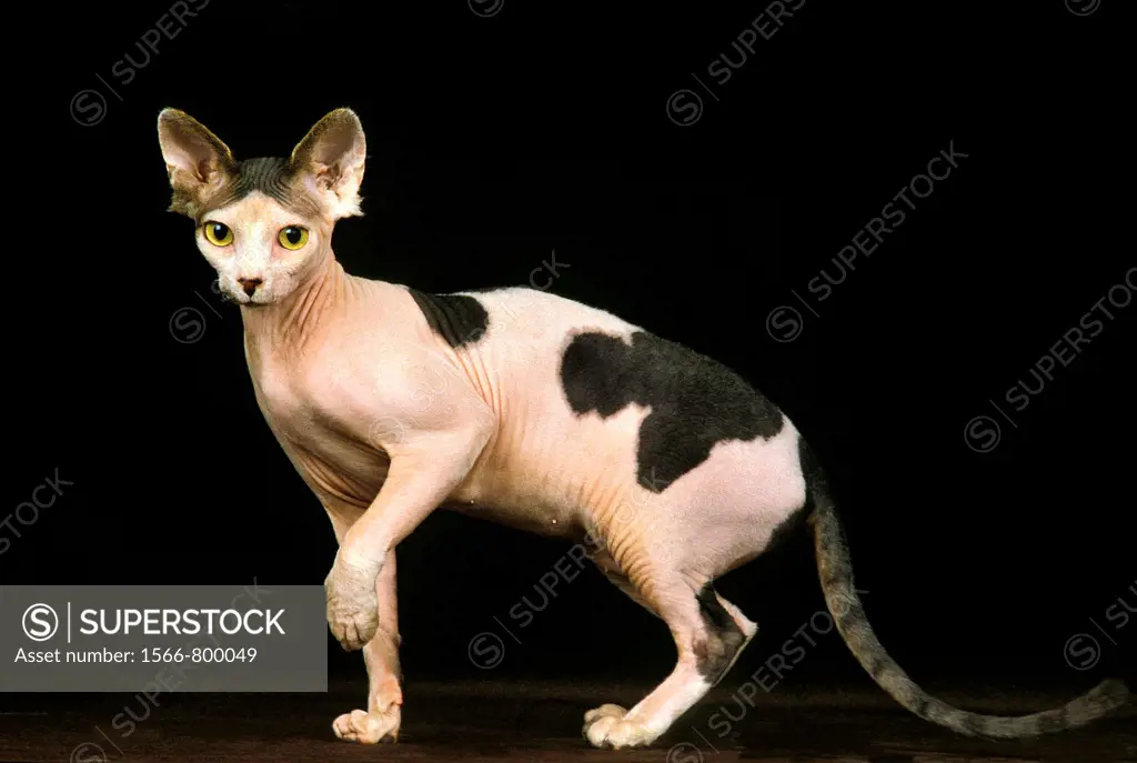 Sphynx Domestic Cat, Adult against Black Background