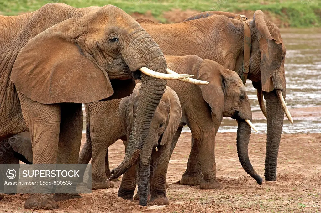 AFRICAN ELEPHANT loxodonta africana, MASAI MARA PARK IN KENYA