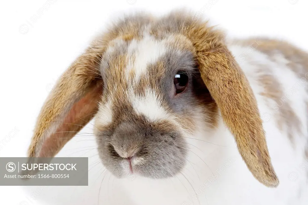 TRICOLOR LOP-EARED RABBIT, ADULT AGAINST WHITE BACKGROUND