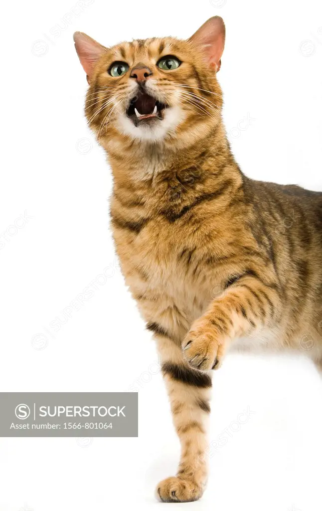 BROWN SPOTTED TABBY BENGAL DOMESTIC CAT, ADULT HOLDING FRONT LEG UP