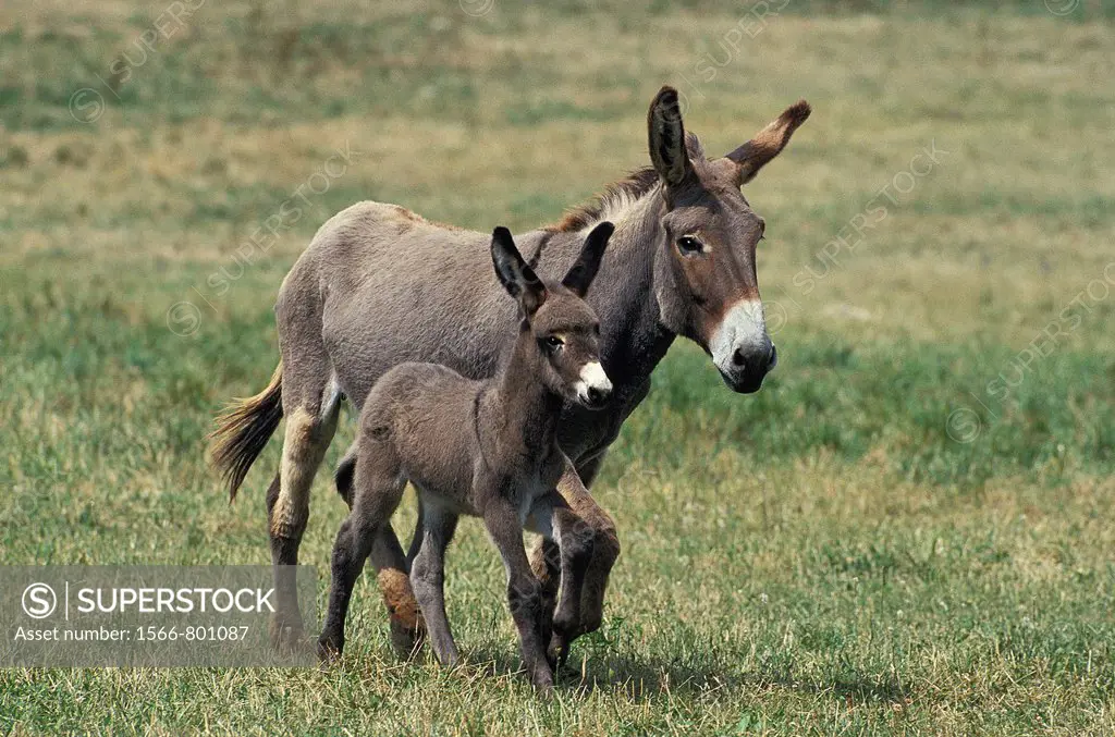 GREY DONKEY, A FRENCH BREED, MARE WITH FOAL TROTTING THROUGH MEADOW