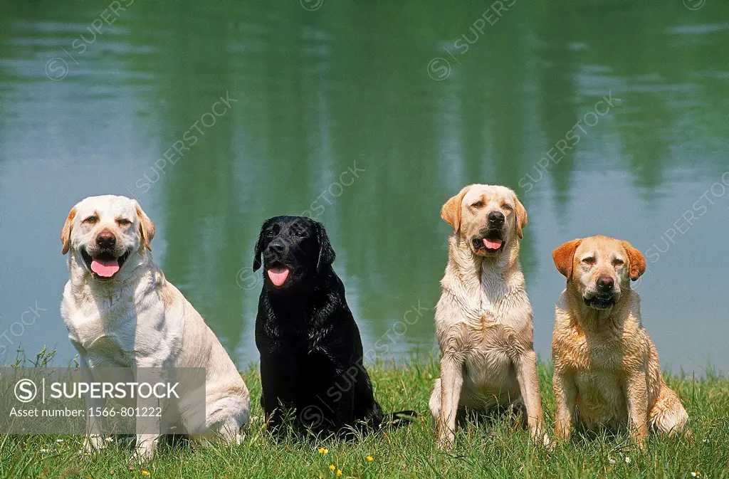 BLACK AND YELLOW LABRADOR RETRIEVER, ADULTS SITTING NEAR WATER